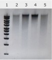 Nucleic Acid Preservation buffer, microbial DNA free