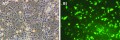 GenElute™ HP Endotoxin-Free Plasmid Maxiprep Kit