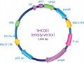 MISSION® pLKO.1-puro Empty Vector Control Transduction Particles, High Titer