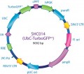 MISSION® pLKO.1-puro-UbC-TurboGFP™ Positive Control Transduction Particles
