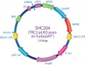 MISSION® TRC2 pLKO.5-puro TurboGFP™ shRNA Control Plasmid DNA