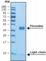 Thrombin human