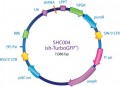 MISSION® pLKO.1-puro TurboGFP™ shRNA Control Transduction Particles, High Titer