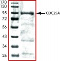 CDC25A, active, GST tagged human
