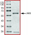 JAK3 (781-end), active, GST tagged human