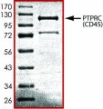 PTPRC (592-end), active, GST tagged from mouse