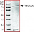 PIK3C2G, active, GST tagged human