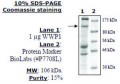 WWP1 Active human