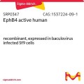 EphB4 active human