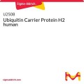 Ubiquitin Carrier Protein H2 human