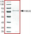 MLK2 (1-446), active, GST tagged human