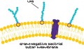 Lipopolysaccharides from Escherichia coli O55:B5