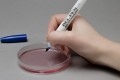 SP Bel-Art® Belpen Marker Pen