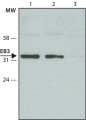 Anti-EB3 antibody produced in rabbit