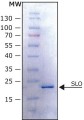 α-Synuclein E46K human