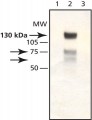 Anti-Synphilin-1 antibody produced in rabbit