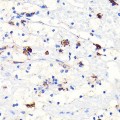 Anti-Heme Oxygenase 1 (HO-1/HMOX1) antibody produced in rabbit