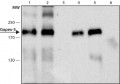 Anti-Gapex-5 antibody produced in rabbit