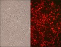 Rat Aortic Endothelial Cells: RAOEC, adult